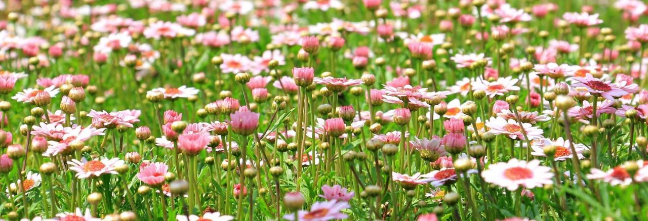 Iunie: îngrijirea plantelor, îngrijirea florilor