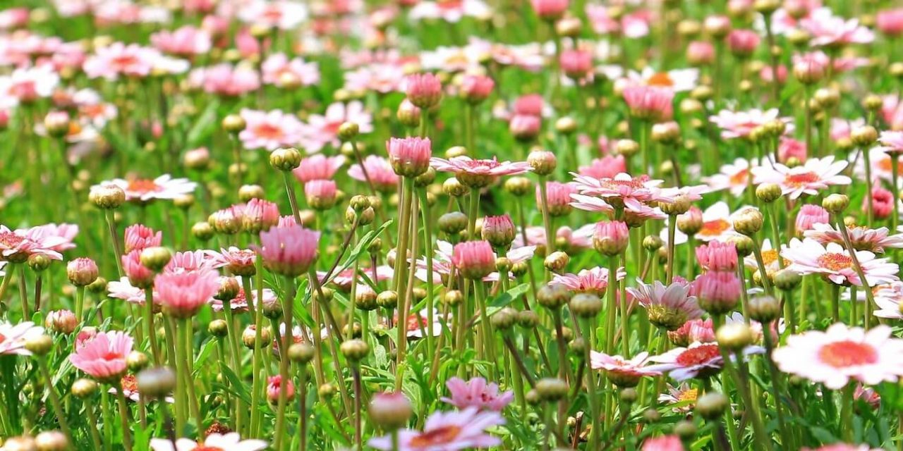 Iunie: îngrijirea plantelor, îngrijirea florilor